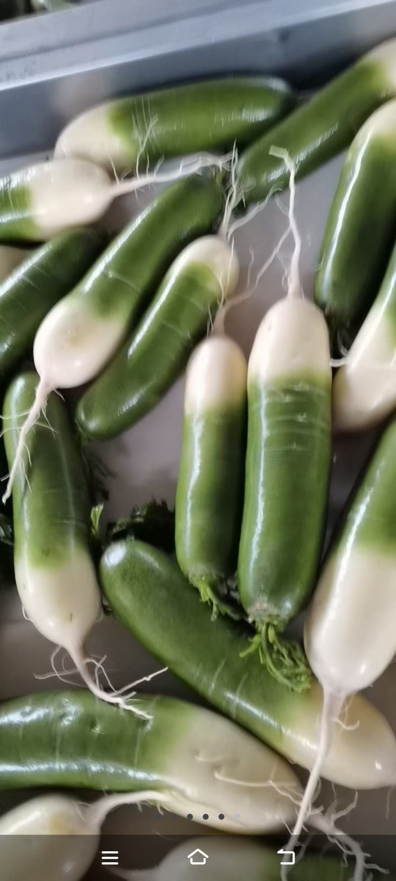 四排白萝卜