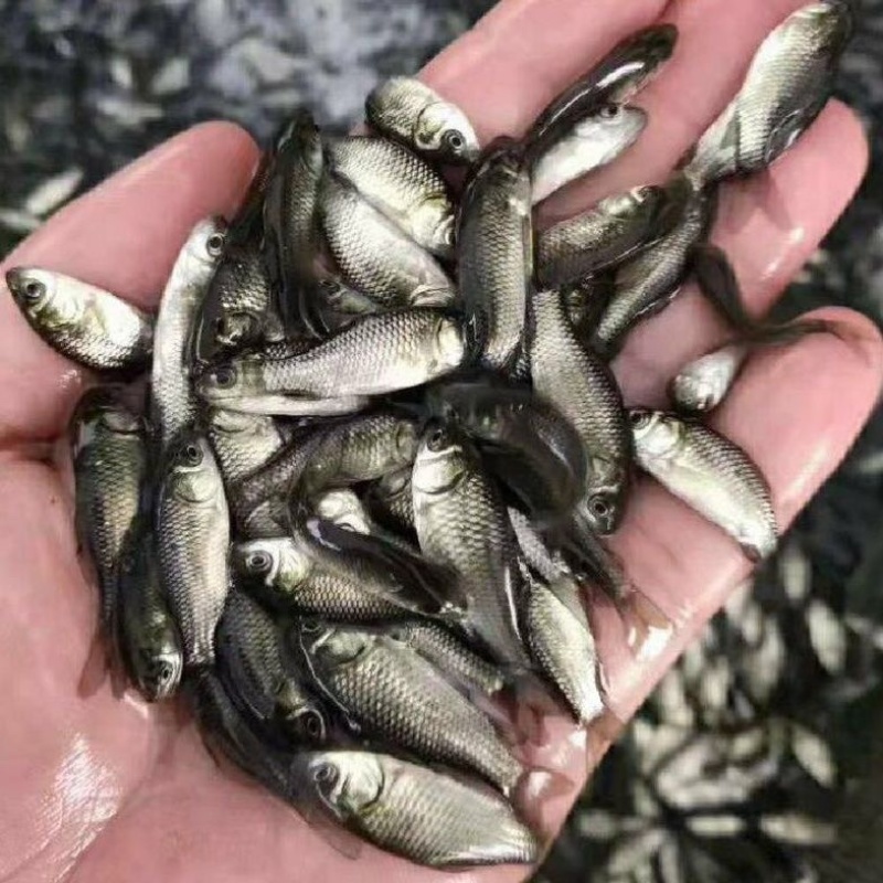 鲫鱼苗优质中科5号生长快黑背白身银鲫鱼苗