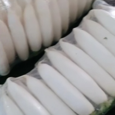白萝卜，四排，