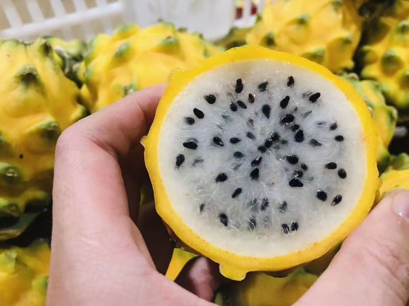 展示三种典型火龙果品种:左侧为红皮白肉火龙果,右侧为红皮红肉火龙果,中间为金黄色外皮的黄皮火龙果(麒麟果),三者并列摆放,背景为田园农场环境,突出颜色差异和果实形态特征 火龙果三大主要品种对比图