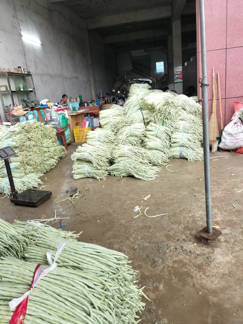 广西南宁横县白豆角大量上市欢迎全国采购商老板批发价优