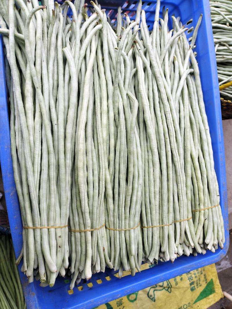 广西南宁横县白豆角大量上市欢迎全国采购商老板批发价优