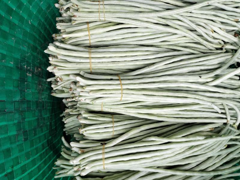 广西南宁横县白豆角大量上市欢迎全国采购商老板批发价优