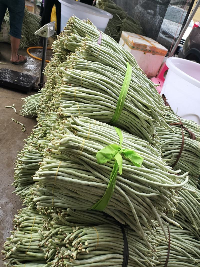 广西南宁横县白豆角大量上市欢迎全国采购商老板批发价优