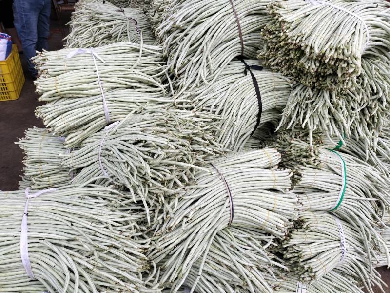 广西南宁横县白豆角大量上市欢迎全国采购商老板批发价优