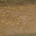 昭和三色二代锦鲤夏花