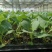墨玉50耐热甘蓝种子叶色翠绿菜重1~2公斤扁球型产量高商