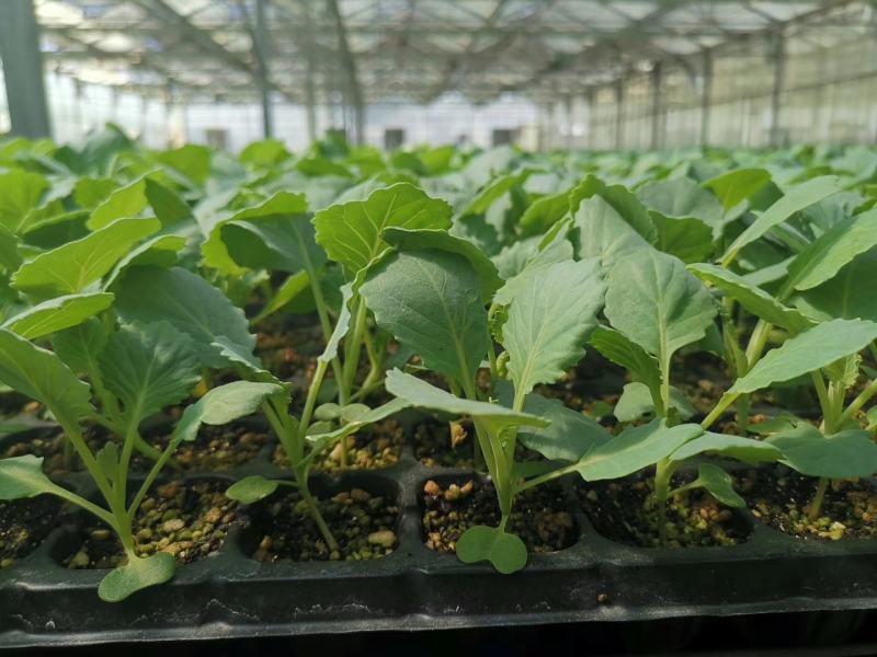 墨玉50耐热甘蓝种子叶色翠绿菜重1~2公斤扁球型产量高商