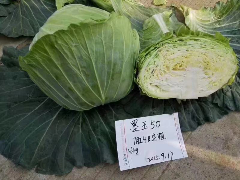 墨玉50耐热甘蓝种子叶色翠绿菜重1~2公斤扁球型产量高商