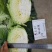 墨玉50耐热甘蓝种子叶色翠绿菜重1~2公斤扁球型产量高商