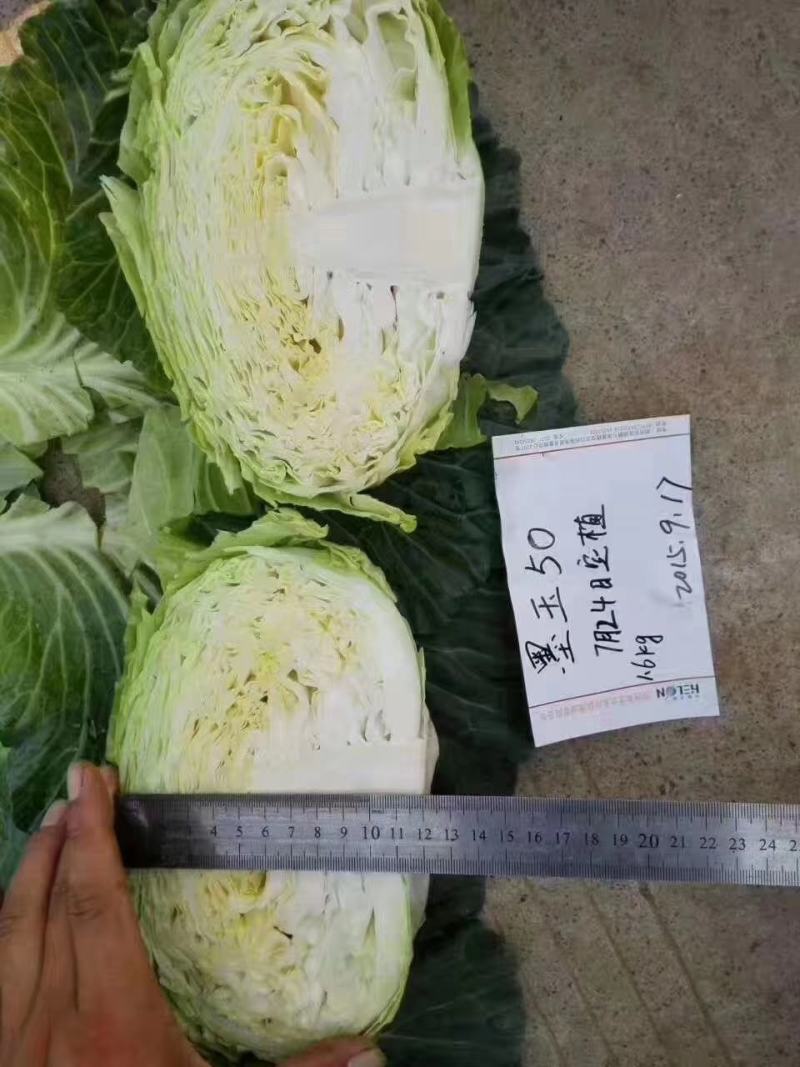 墨玉50耐热甘蓝种子叶色翠绿菜重1~2公斤扁球型产量高商