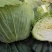 墨玉50耐热甘蓝种子叶色翠绿菜重1~2公斤扁球型产量高商