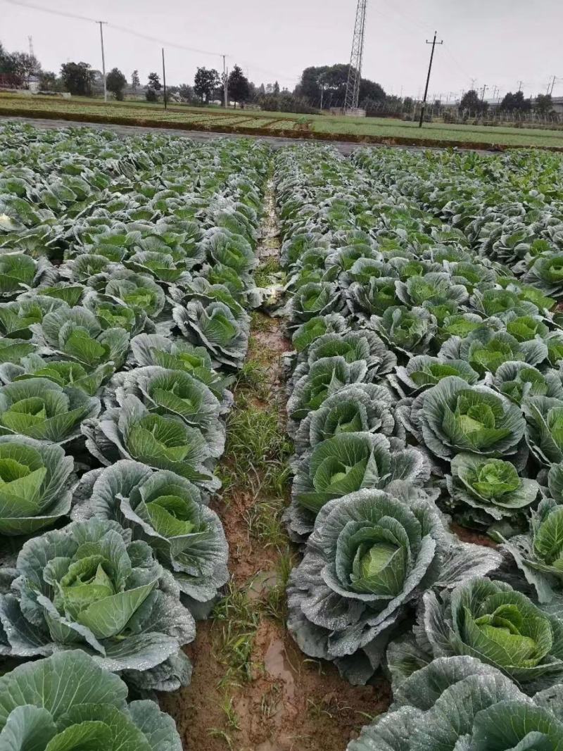 墨玉50耐热甘蓝种子叶色翠绿菜重1~2公斤扁球型产量高商