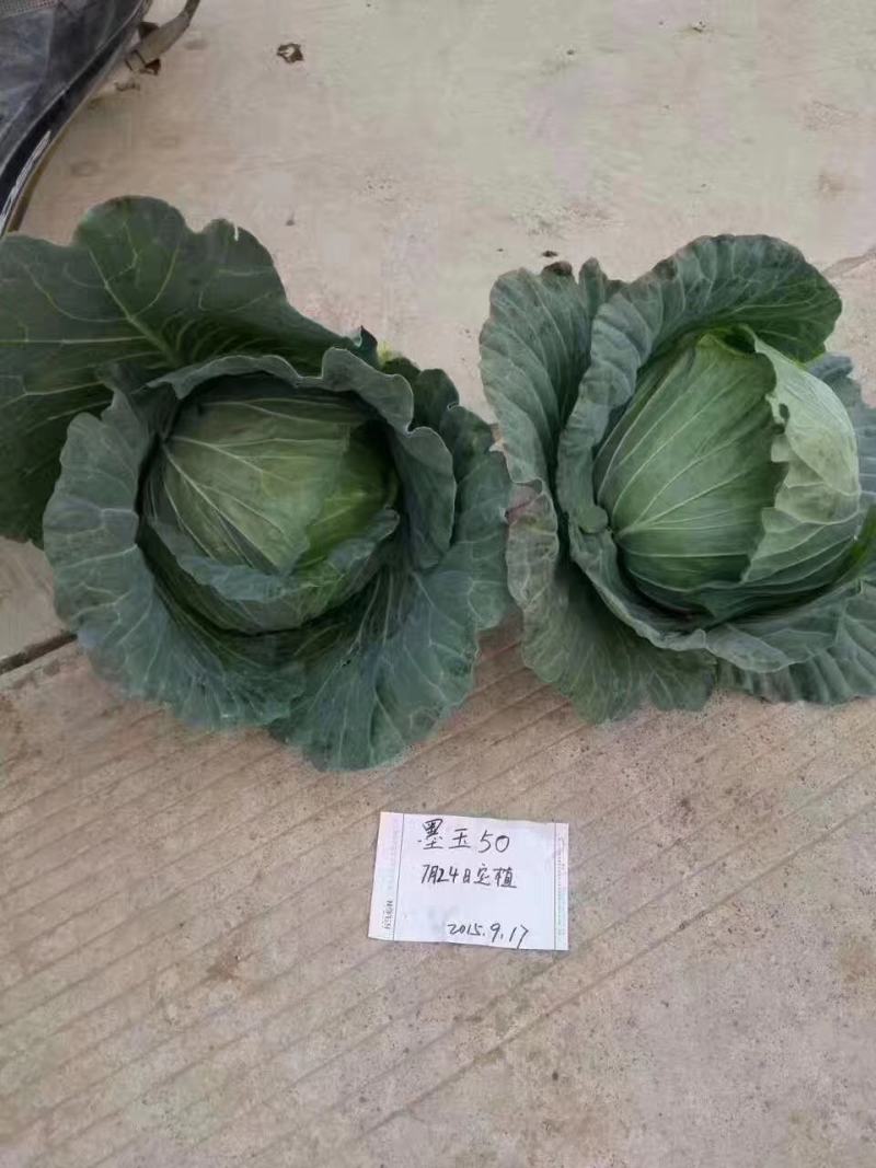 墨玉50耐热甘蓝种子叶色翠绿菜重1~2公斤扁球型产量高商