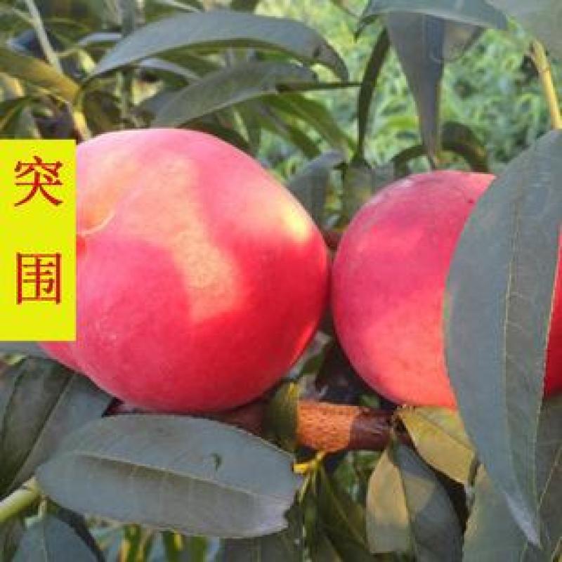突围毛桃果大颜色靓产地货源多，支持各地整车发货品质保证