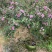 桃金娘苗