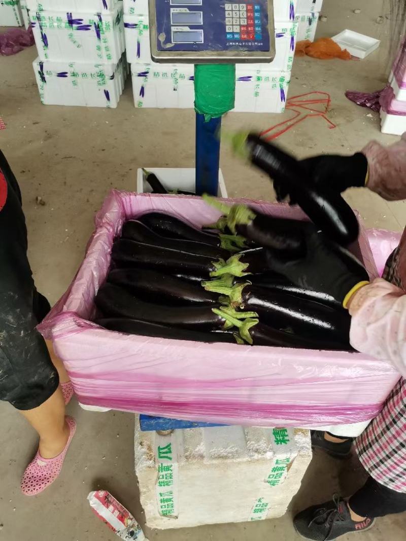 陆地精品绿把黑茄子，质量好可打各种包装