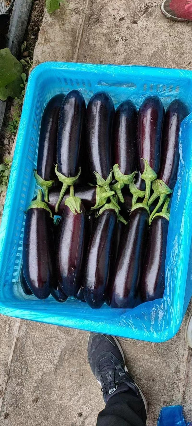 陆地精品绿把黑茄子，质量好可打各种包装