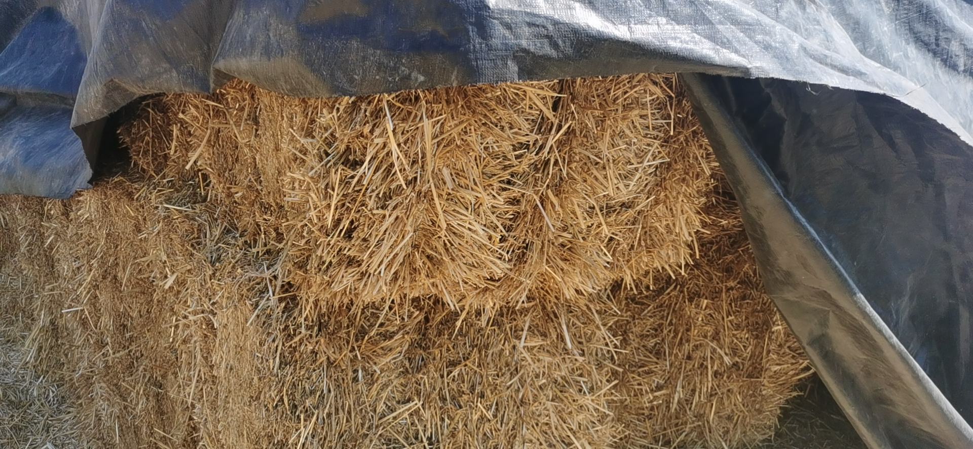 使用喷雾设备进行封闭除草剂施药操作,注意喷洒均匀 封闭除草剂施药现场