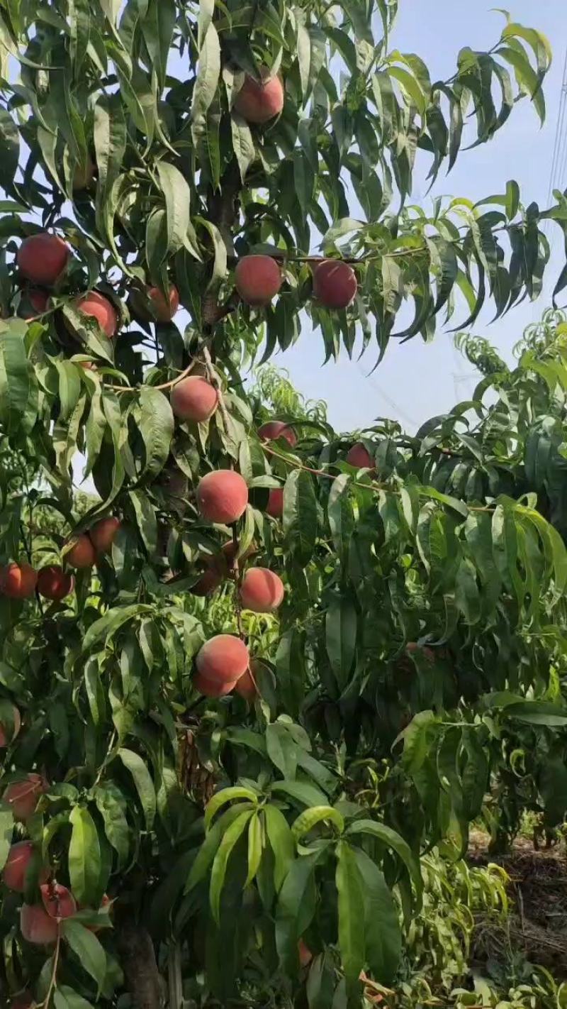 毛桃/湖北突围桃/果园现摘现发货量充足价格优惠