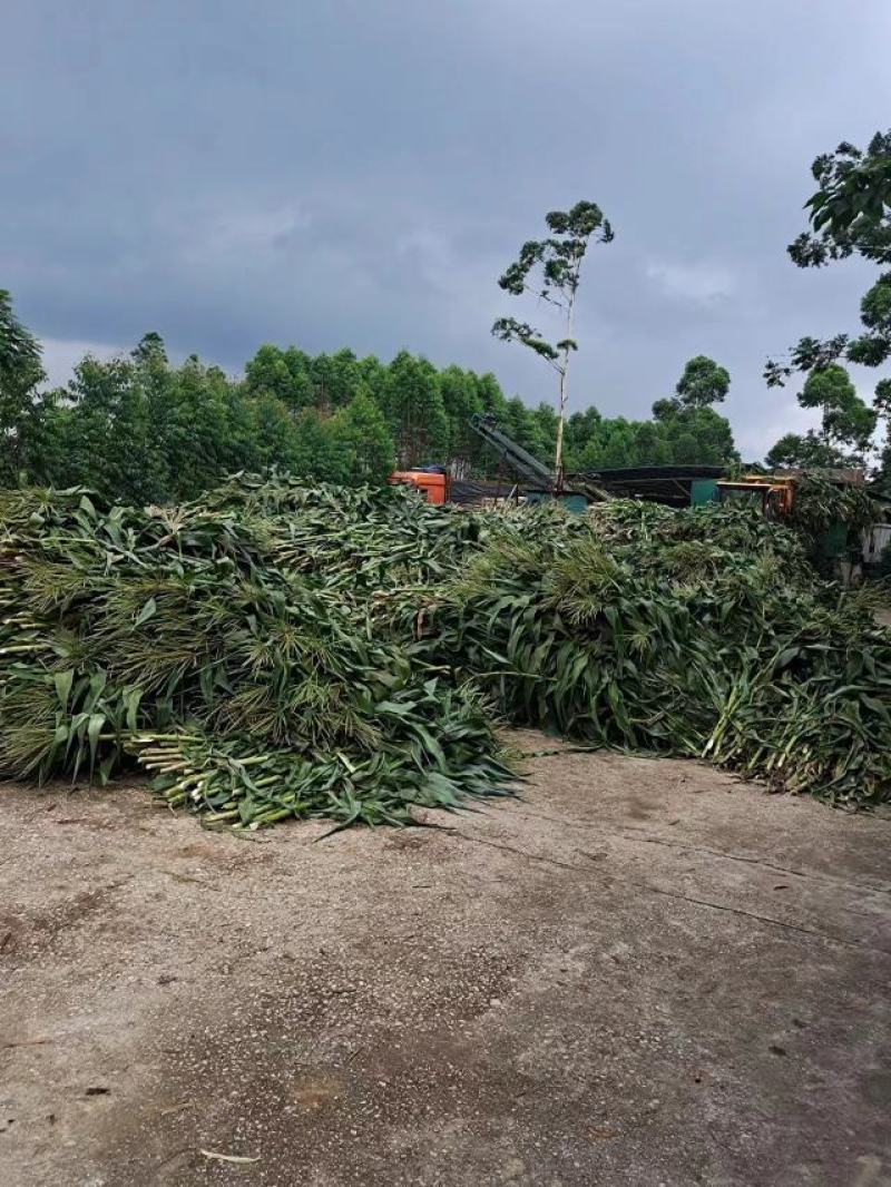 新鲜玉米杆青储已经上市，长供应青贮发酵草料