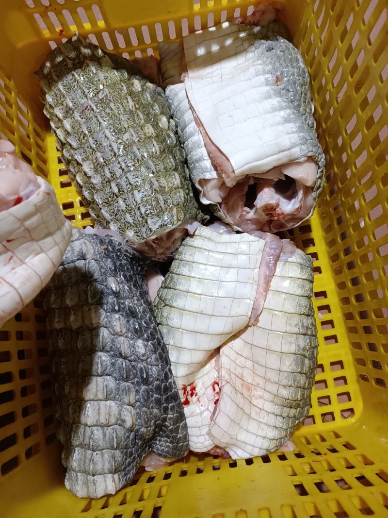 有皮去鳞鳄鱼肉质优价廉每袋都有经营利用标识贴合法销售