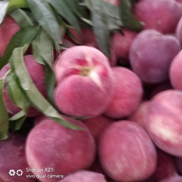城固红布软(各种品种毛桃吃硊甜现在6公分半以