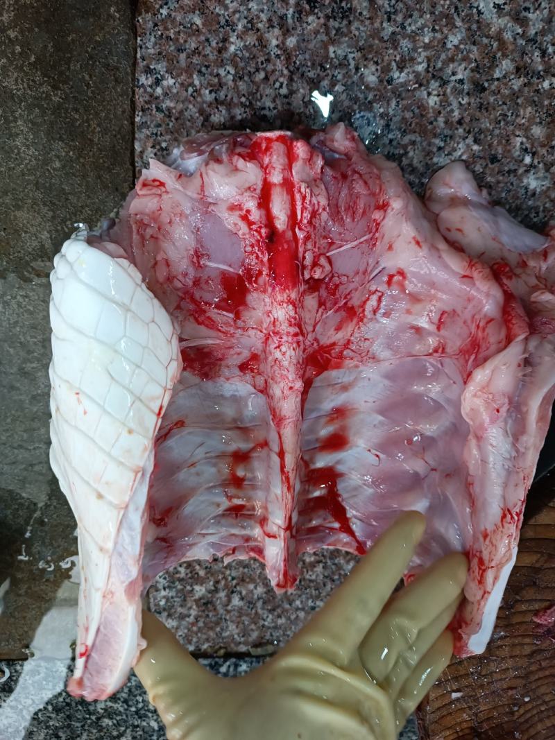 有皮去鳞鳄鱼肉质优价廉每袋都有经营利用标识贴合法销售