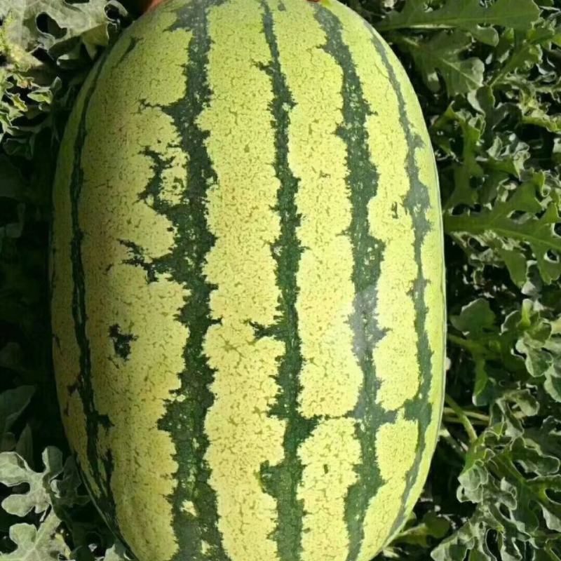 【全国发货】精品硒砂瓜甜度高水分足10斤打底个头大