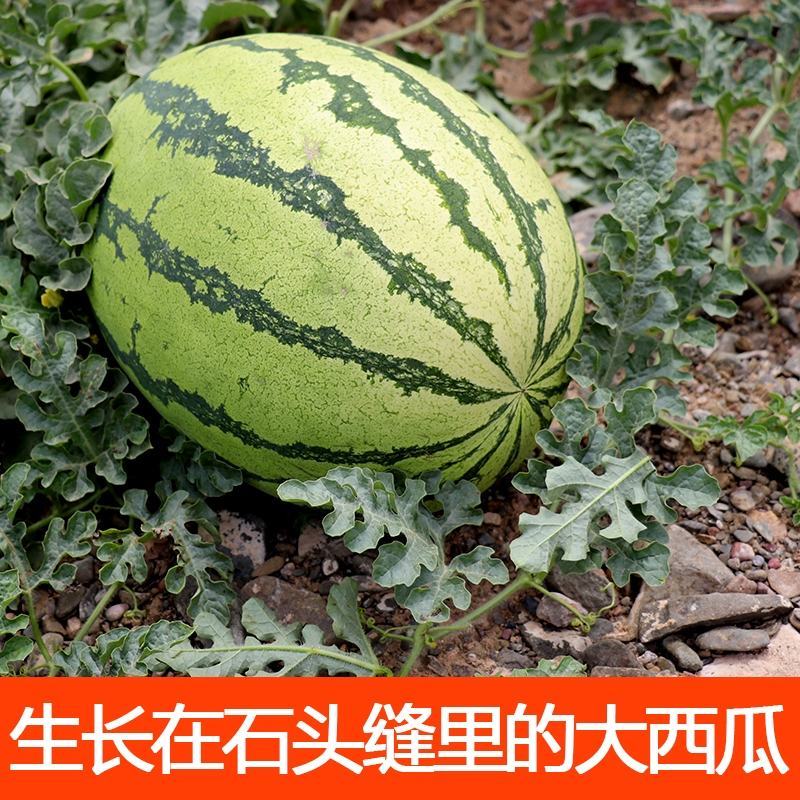 【全国发货】精品硒砂瓜甜度高水分足10斤打底个头大