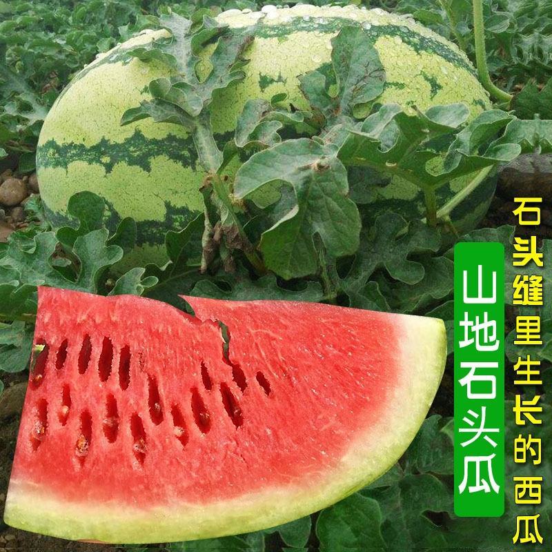 【全国发货】精品硒砂瓜甜度高水分足10斤打底个头大