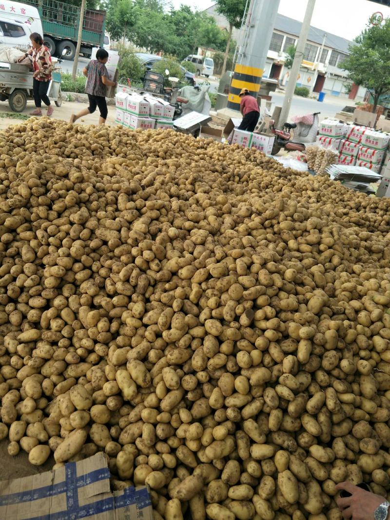 山东荷兰十五土豆大量上市，产地直销，代发货