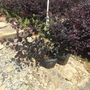 红继木小杯苗中杯苗各种规格基地大量现货供应，欢迎各位客户