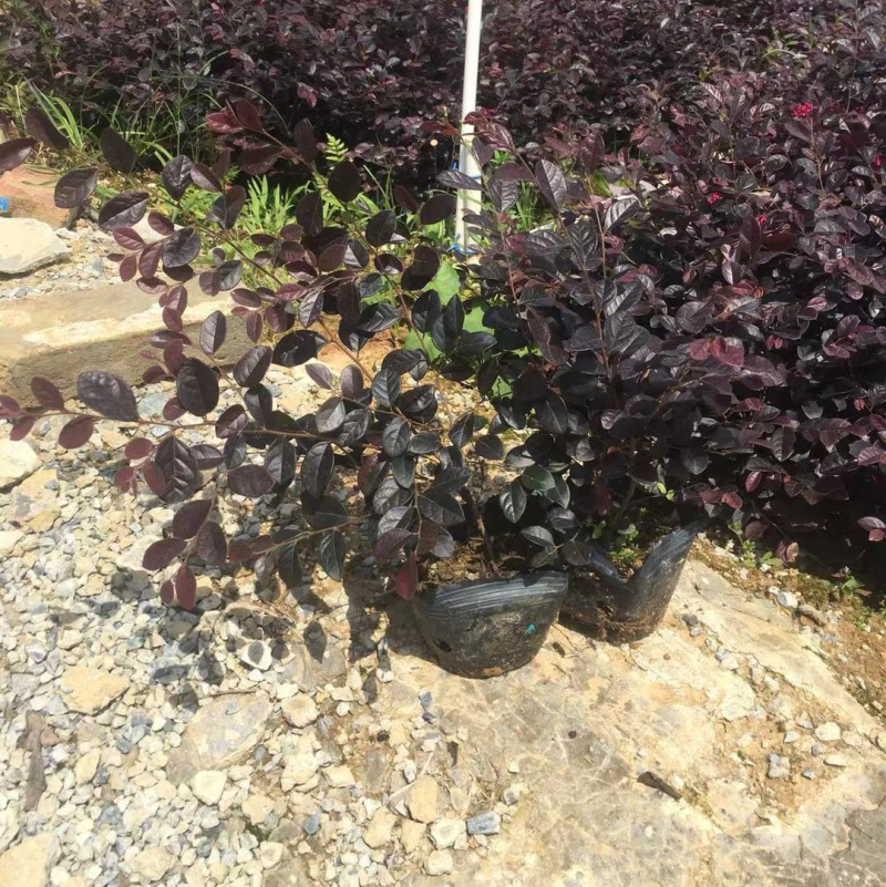 红继木小杯苗中杯苗各种规格基地大量现货供应，欢迎各位客户