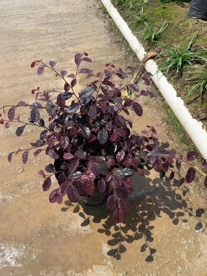 红继木小杯苗中杯苗各种规格基地大量现货供应，欢迎各位客户