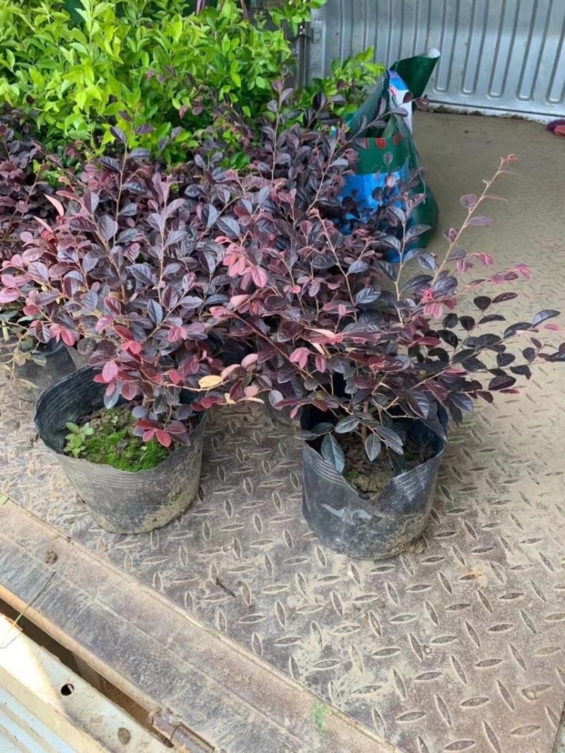 红继木小杯苗中杯苗各种规格基地大量现货供应，欢迎各位客户