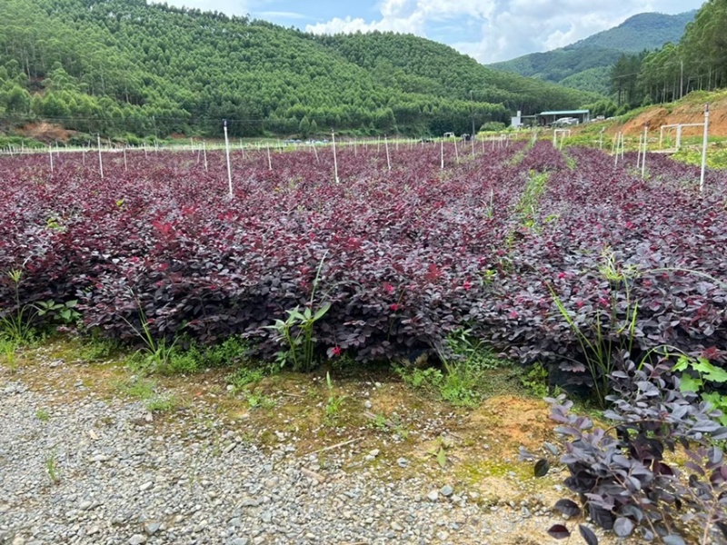 红继木小杯苗中杯苗各种规格基地大量现货供应，欢迎各位客户