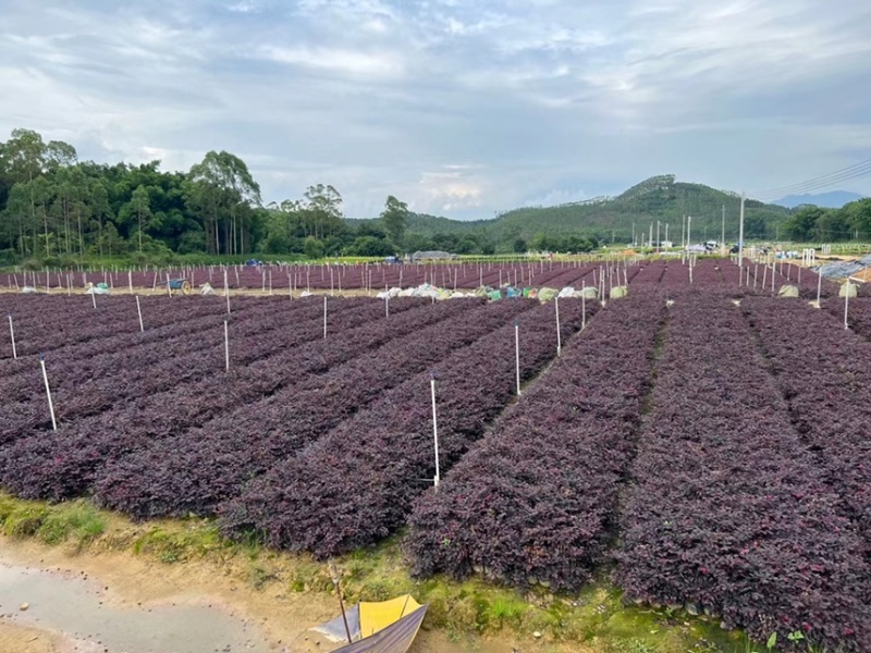 红继木小杯苗中杯苗各种规格基地大量现货供应，欢迎各位客户
