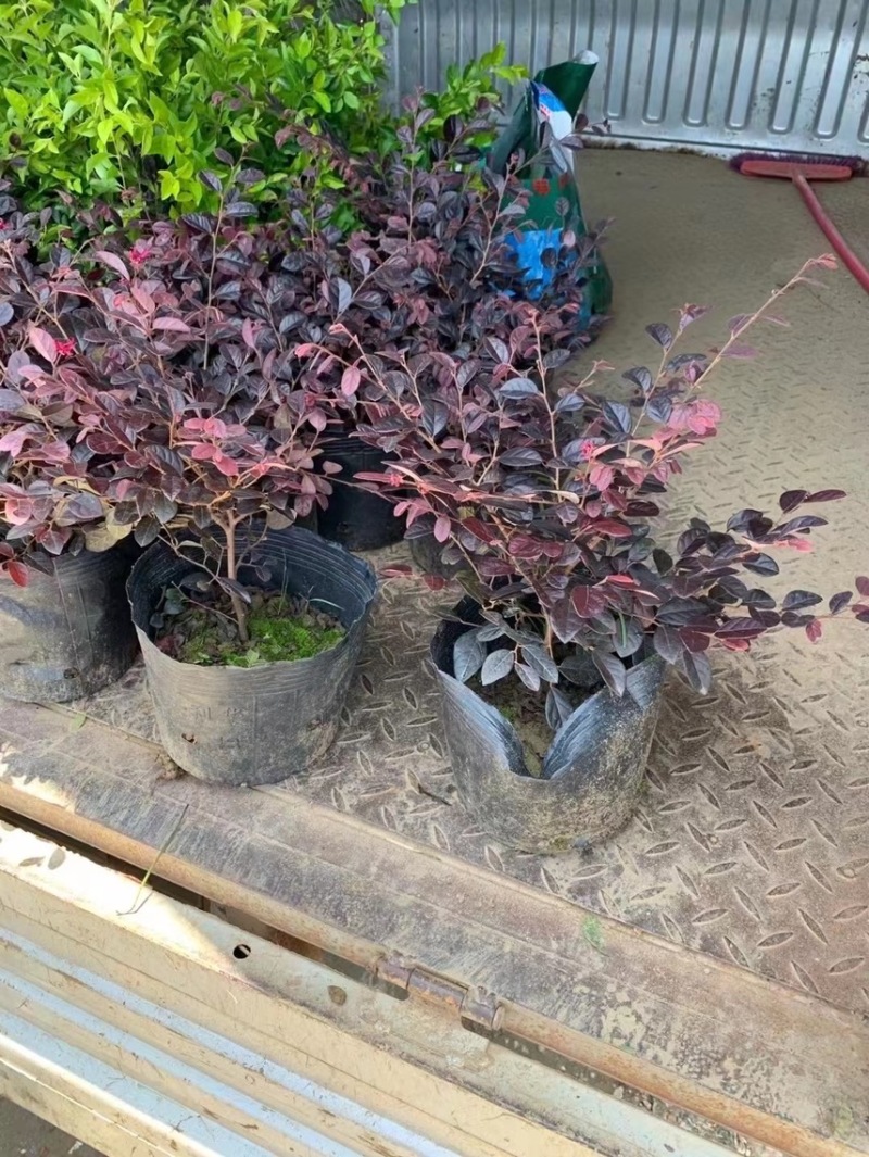 红继木小杯苗中杯苗各种规格基地大量现货供应，欢迎各位客户