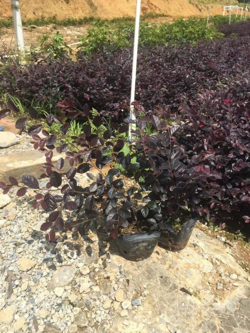 红继木小杯苗中杯苗各种规格基地大量现货供应，欢迎各位客户