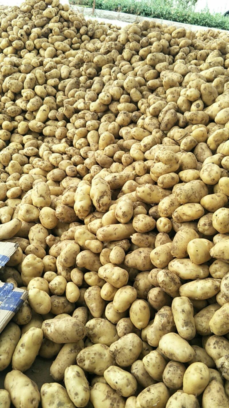山东荷兰十五土豆大量上市，产地直销，代发货