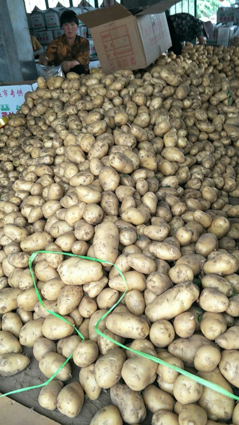 山东荷兰十五土豆大量上市，产地直销，代发货