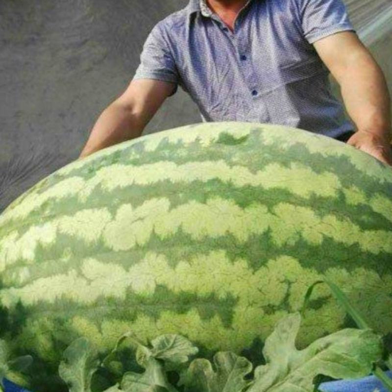【全国发货】精品硒砂瓜甜度高水分足10斤打底个头大