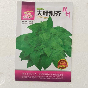 大叶荆芥种子抗病强烈高，口感好，经济效益好，商品性强