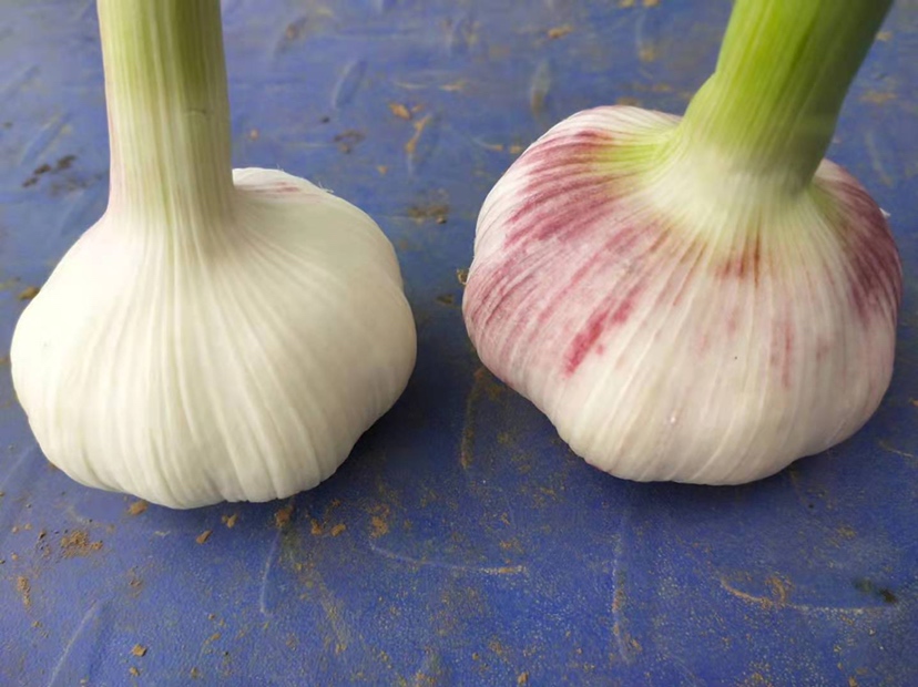 陕西白皮蒜主产区地图