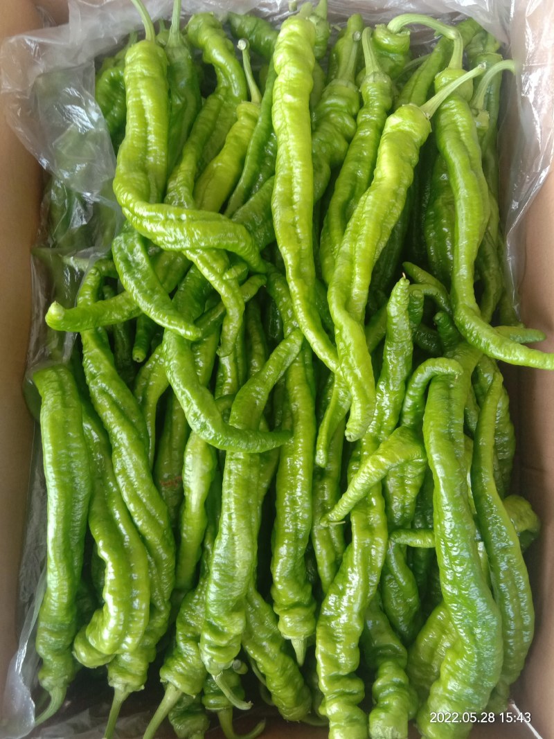 精品陇椒，螺丝椒