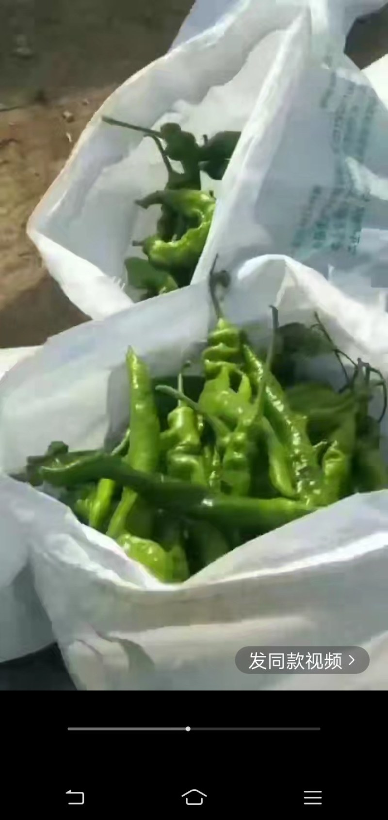 精品陇椒，螺丝椒