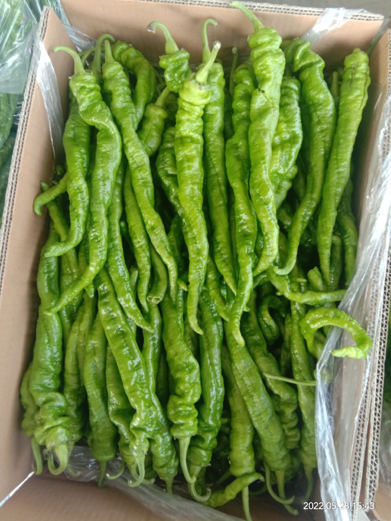 精品陇椒，螺丝椒