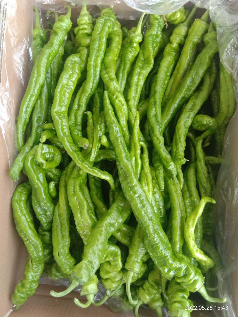 精品陇椒，螺丝椒