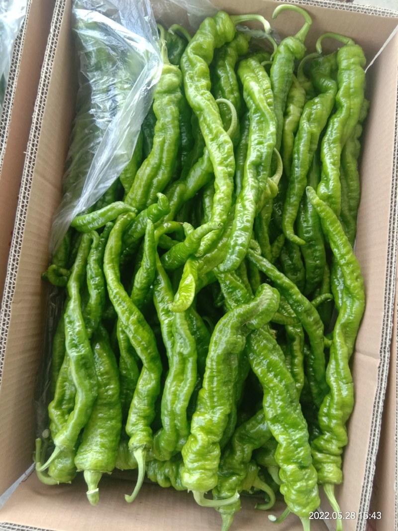 精品陇椒，螺丝椒